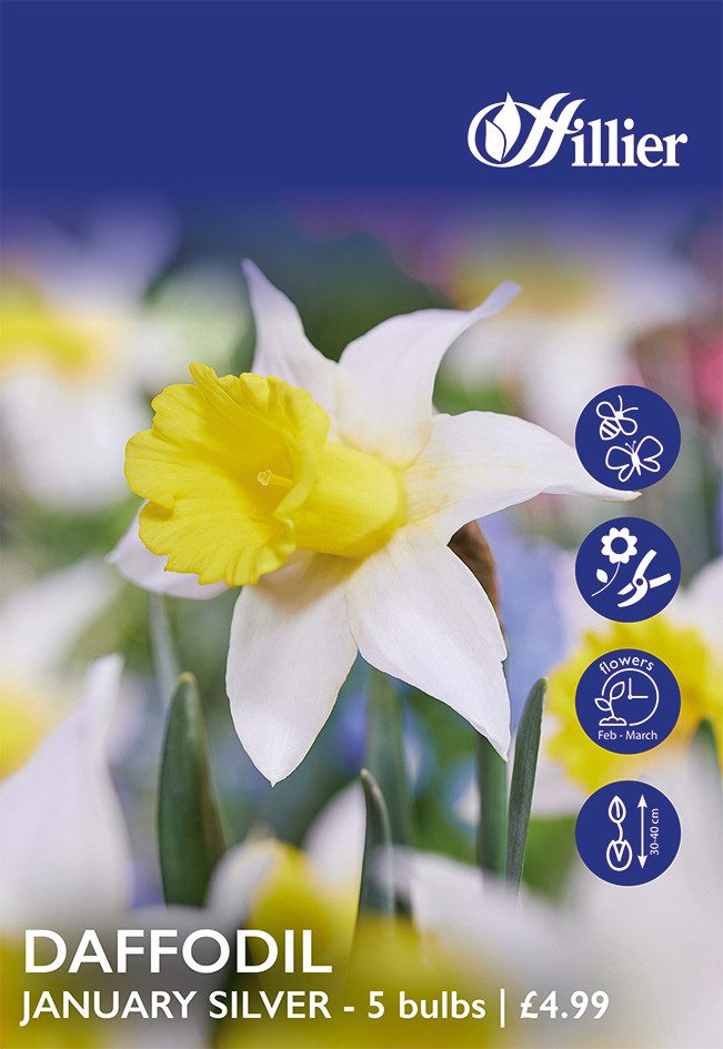 8718641999615 1 Daffodil January Silver Bulbs.jpg
